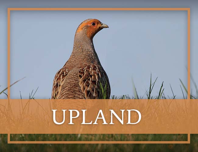 Galloway Bay Outfitters Upland Hunting