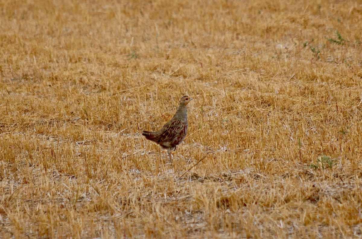 A Typical Partridge or Grouse Hunt