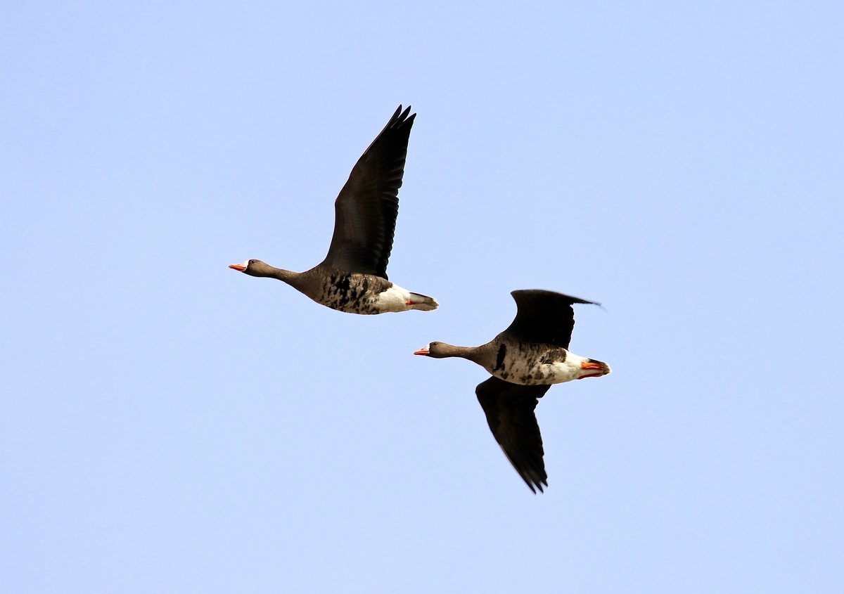 What are the specklebelly goose migratory patterns? 