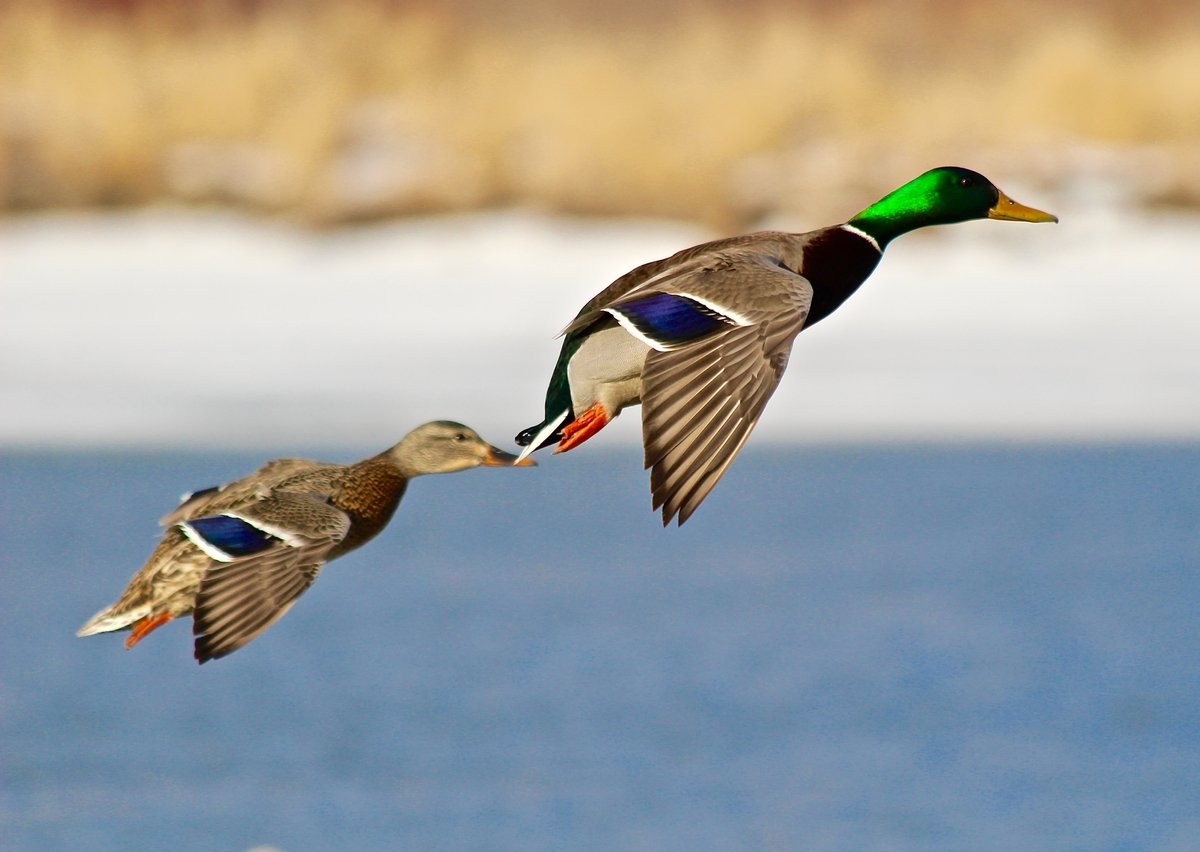 All-Inclusive Waterfowl Hunting Packages include the following: