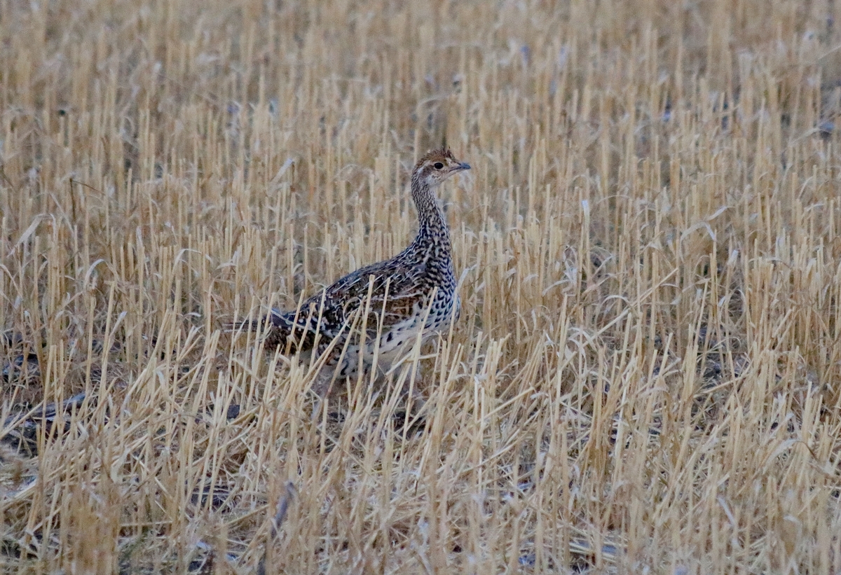 Upland Game Bird Limits: 